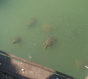 Wasserschildkröten von der Hafenbrücke