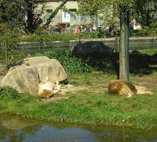 Faule Löwen in der Mittagssonne