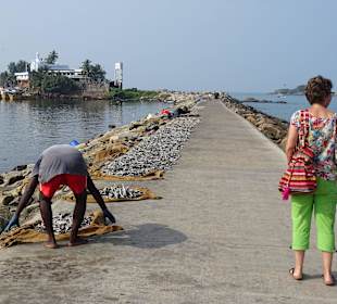 Hafen Beruwela, Fische werden getrocknet