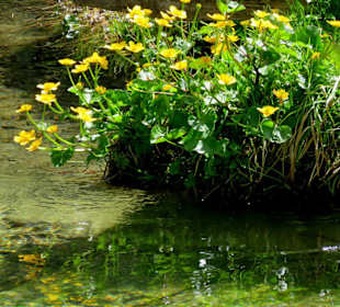 Frühlingsblumen am Quellbach