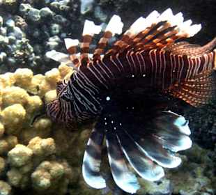 Rotfeuerfisch im Hausriff des Hotel Gorgonia Beach