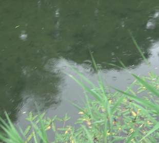 Forellenbächle Glacis Park