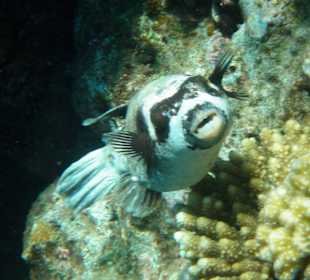 Hotel Lahami Bay Hausriff