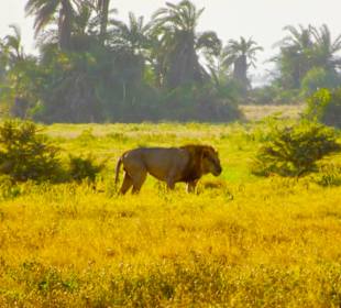 Altes Löwen Männchen