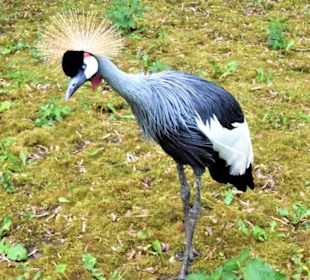 Südafrik. Kronenkranich