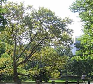 ...hinter den Bäumen...