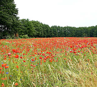 InselTours Usedom