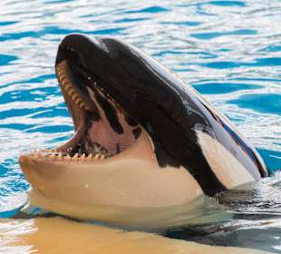 Шоу касаток