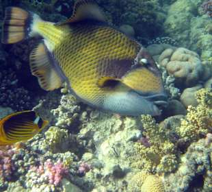 Schnorcheln Abu Dabbab