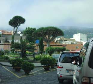Plaza mit Drachenbäumen im Orotavatal
