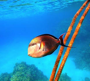 Ryba  przy rafie pod molo