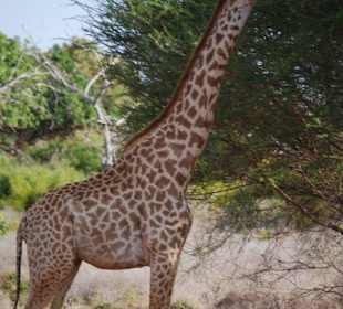 Giraffe bei der ausgiebigen Mahlzeit