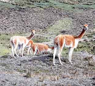 Wandern am Chimborazo