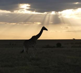 Safari in der Masai Mara