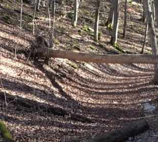 Wandertour Eppenzill