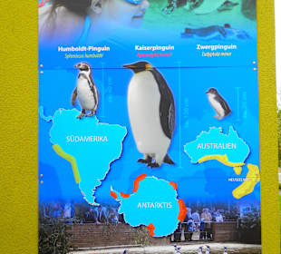 Erklärung zu den Pinguinen