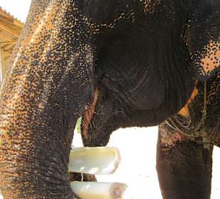 Zuckerrohr für den Elefanten