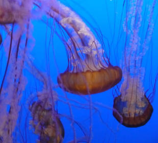 Beleuchtete Quallen