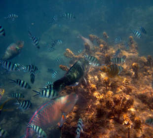 Underwater, fast am Hotelbeach