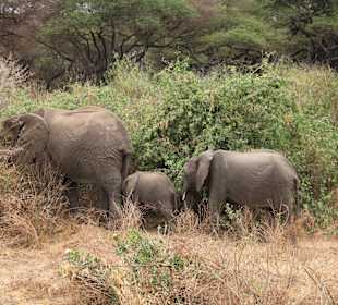 Elefantenfamilie Lake Manyara