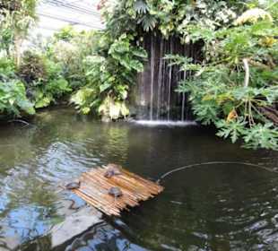 Insel Mainau 08/2017