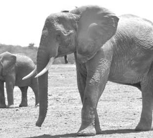 Amboseli National Park