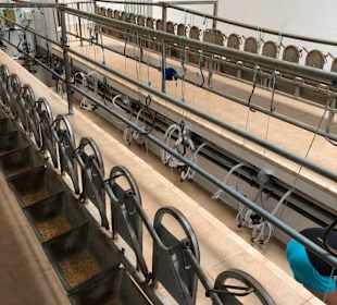 Melkstand Ziegenfarm 