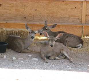 Mule Deer im Living Desert Zoo, NM