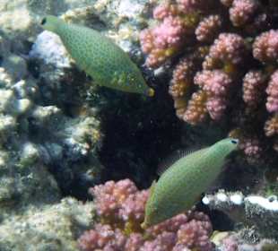 Rwelt Riff Rohanou Beach Resort