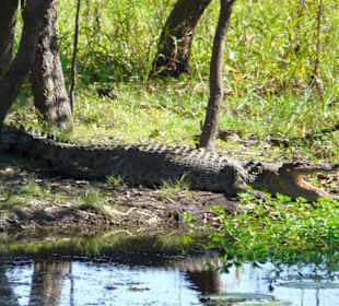 Yellow Waters / Kakadoo