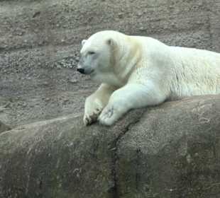 Tierpark Hellabrunn - Polarwelt