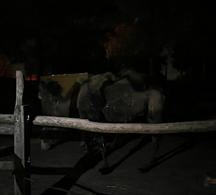 Modno Verde Halloween