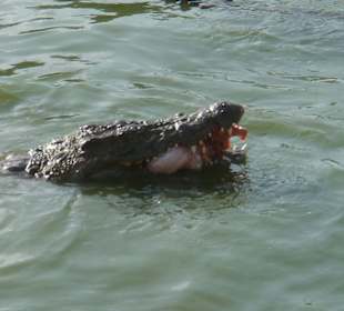 Ganz in der Nähe: Die Krokodilfarm...