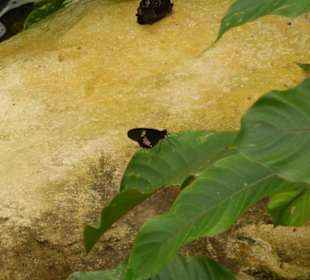 Schmetterlingspark von Benalmádena Mariposario 