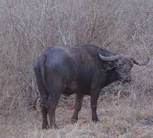 Tierwelt im Nationalpark