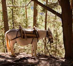 Wer zu Fuß nicht mehr kann