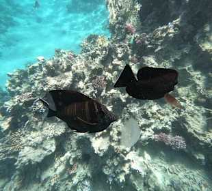 Schnorcheln Marsa Alam