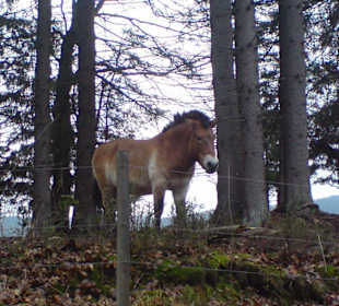 Przewalski-Pferd im Freigehege