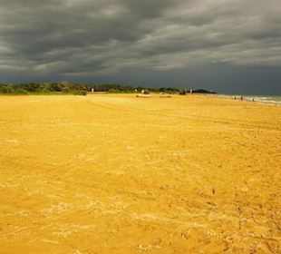 Strandbereich mit Hund