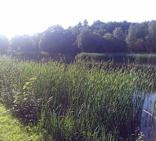 Seewoog in Ramstein-Miesenbach