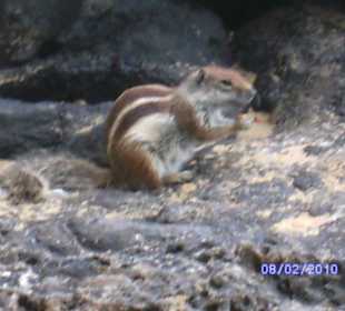 Streifenhörnchen am Strand