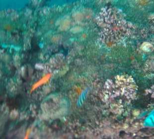 Schnorcheln Hurghada