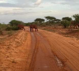 Słonie na safari w Tsavo East