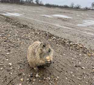 Badlands Ranch Store