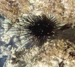 Co można napotkać w wodzie