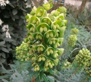 Sichtungsgarten Hermannshof