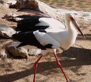 Der Storch hat es eilig