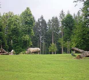 Einfach toll zum Anschauen