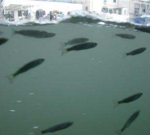Fische vor dem Glasbodenboot Starfish