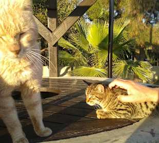 Sie genießen die Streicheleinheiten